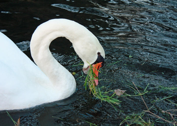 石家庄取消免费核酸检测，安徽泗县疫情和感染情况如何？
